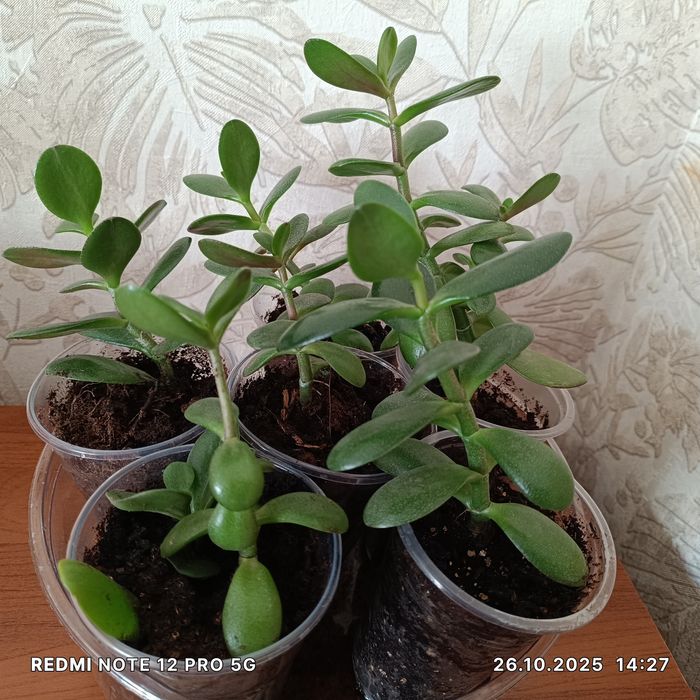 Комнатные растения