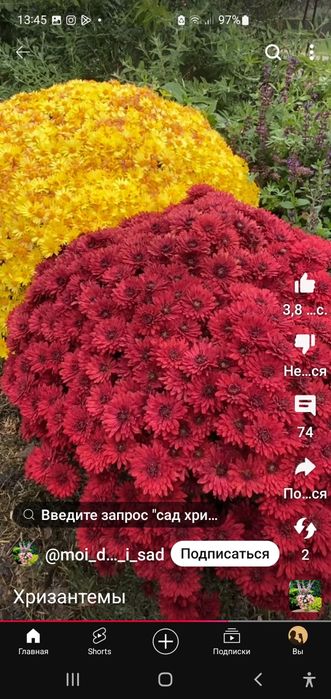 Цветы хирзантема