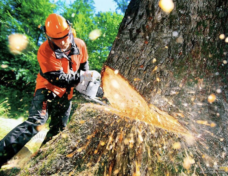 Спил деревьев  ағаш кесемиз