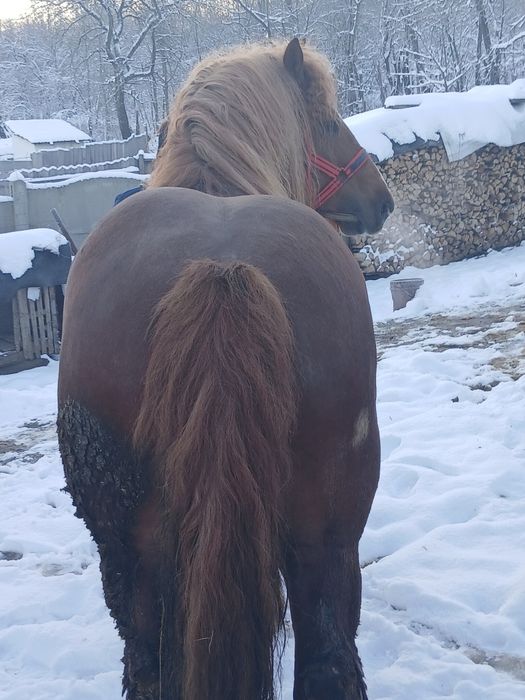 Vând armăsar muranchez