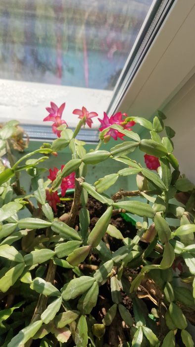 Продам цветок Декабрист