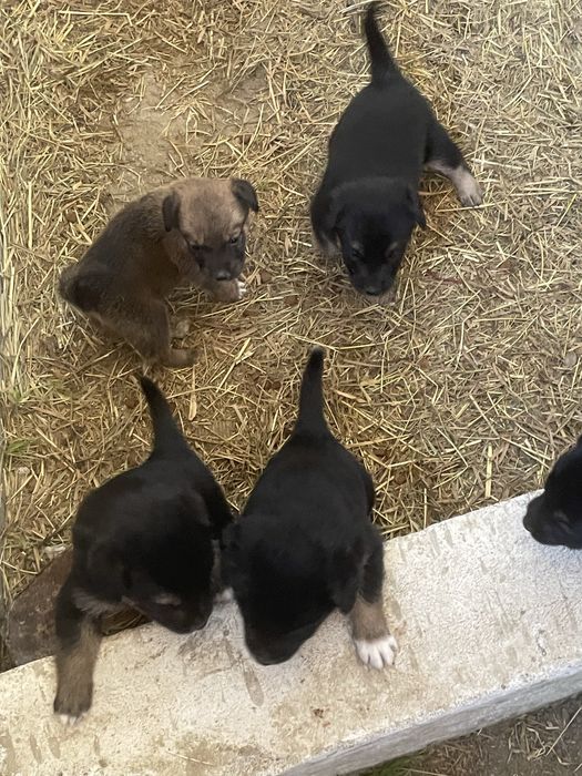 Catelusi pentru adoptie