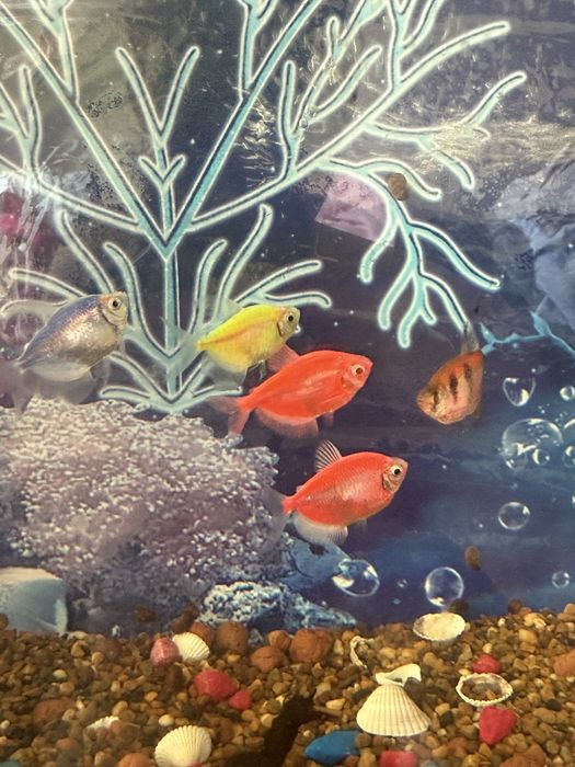 Аквариум балықтарымен бірге