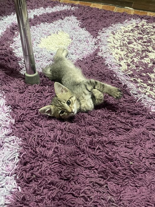 Отдам котю , мальчик