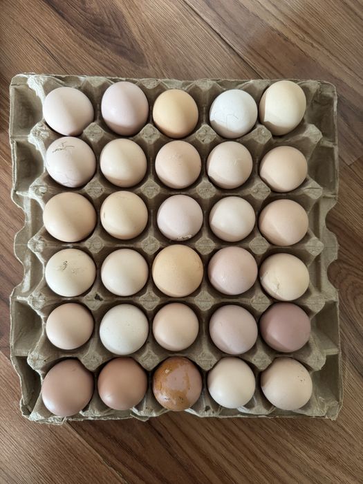 Яйцо Джерсийский гигант