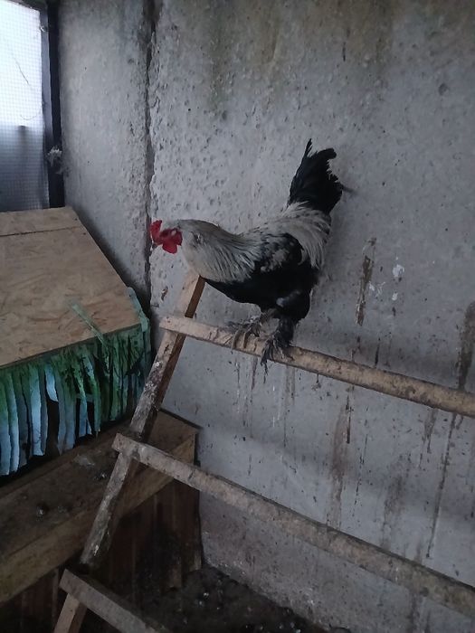 Продам Петух молодой