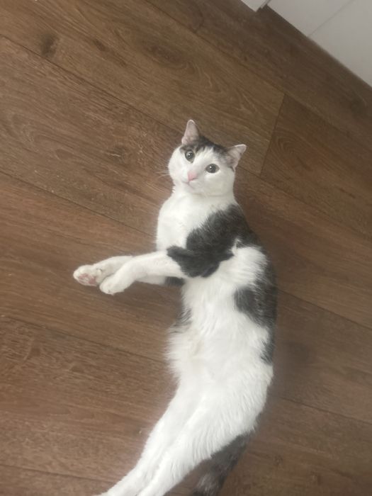 Срочно! Отдам кота мальчик 2года