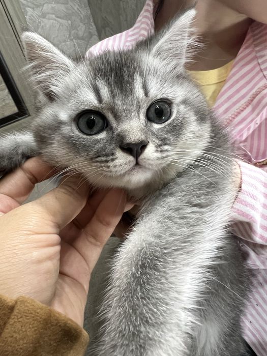 Урганчда сотилади скотиш шиншилла серий угилча