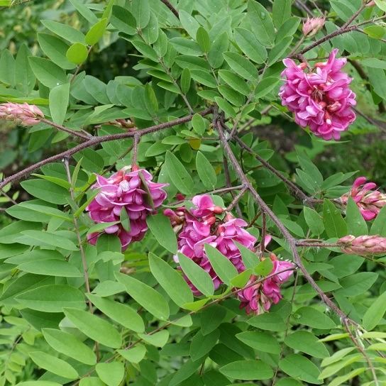 Salcam globular rouge