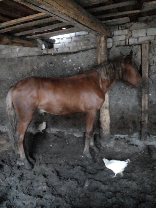 Продам. Полторашки хорошие