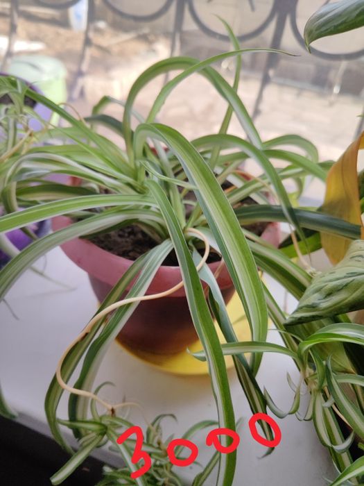 Продам цветы с горшками