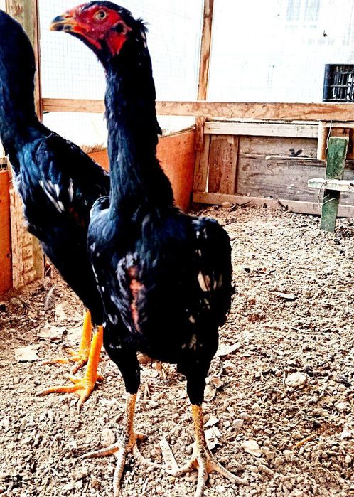 Макйон Сотилади Тухумда