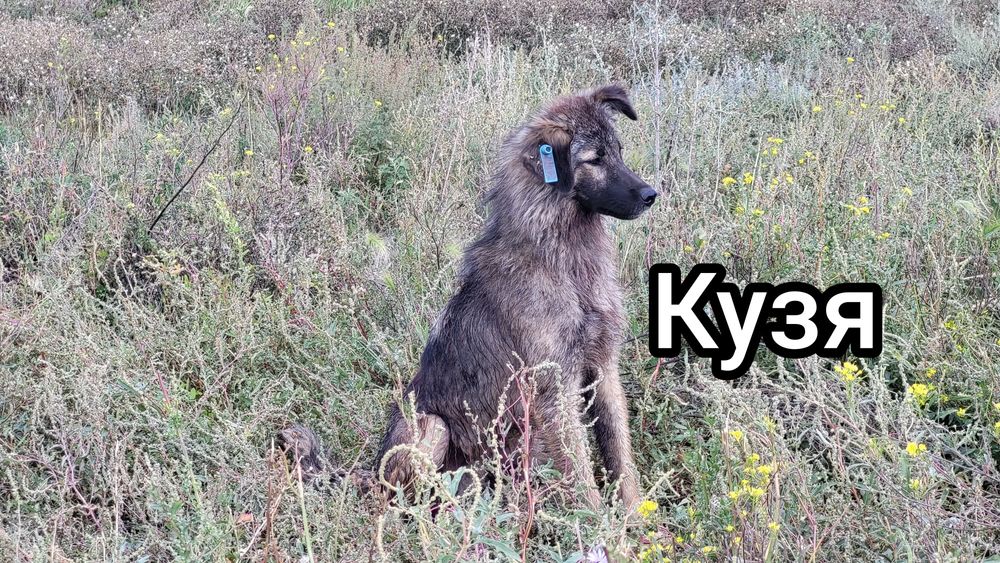 Отдам в добрые руки, собак