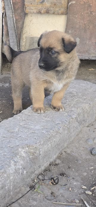 Отдам щенков в хорошие руки