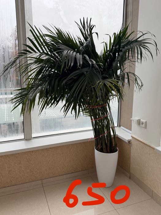 Офис ва уй учун жуда чиройли, соглом тирик гуллар сотилади