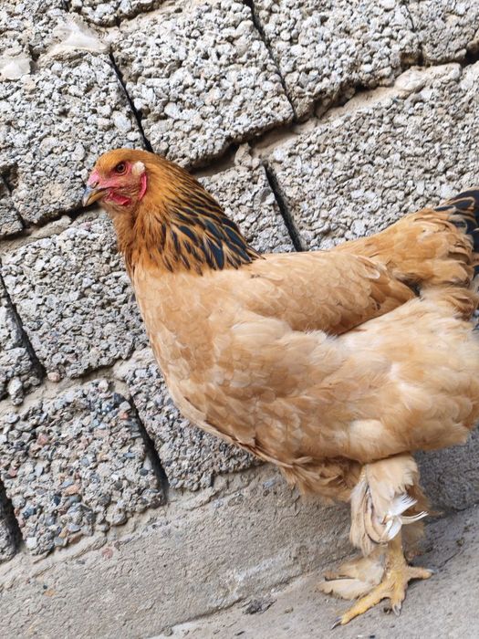 Brama makionlar sotuvda