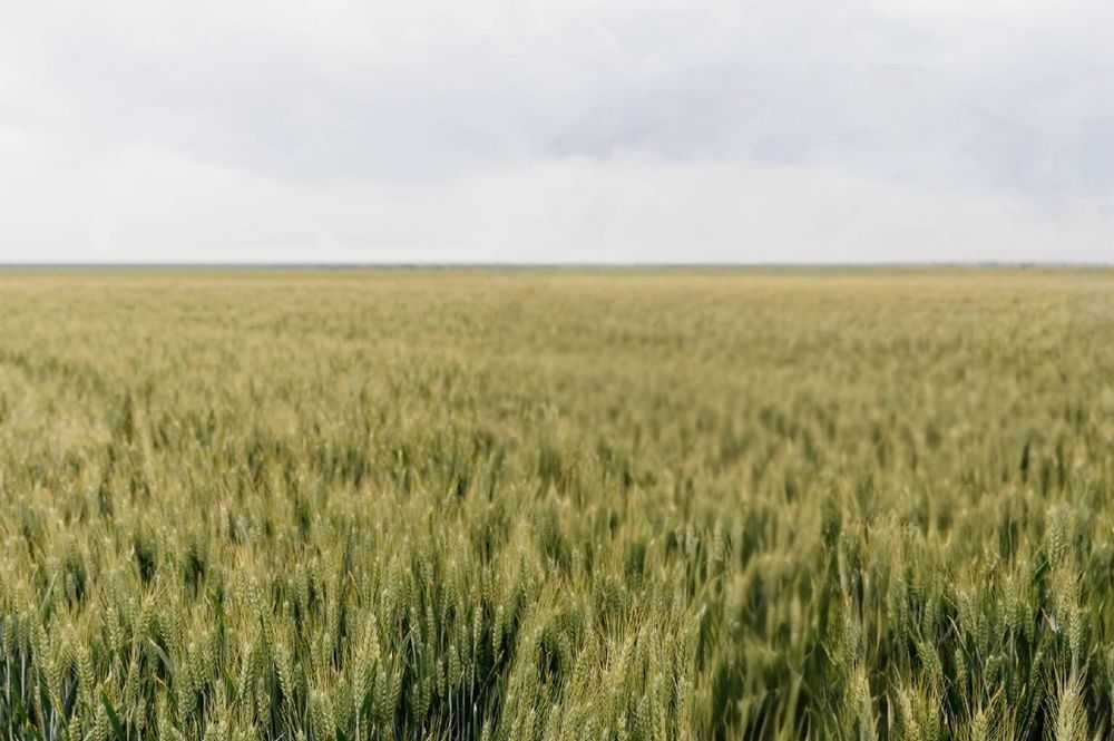 Vand grâu panificație și de sămânța