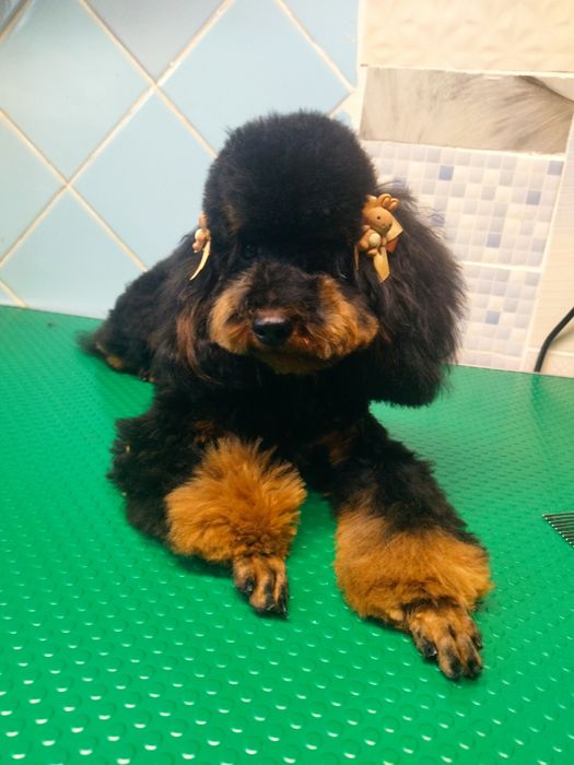 Девочка той пудель