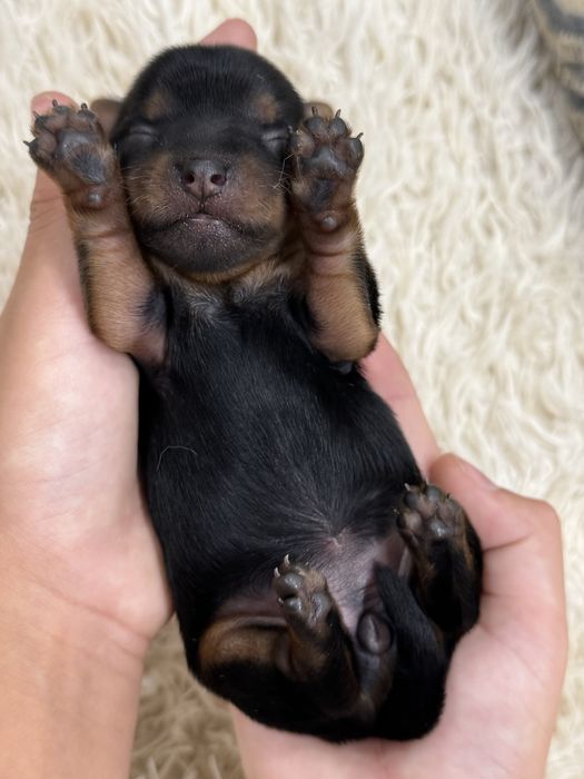 Йоркширский терьер бронь