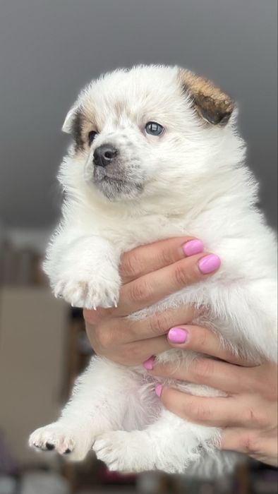 Щенок мальчик в добрые руки