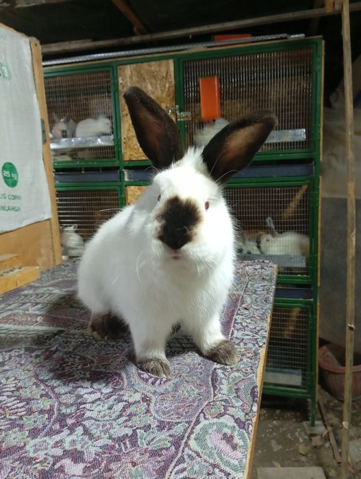 Kaliforniya quyonlari