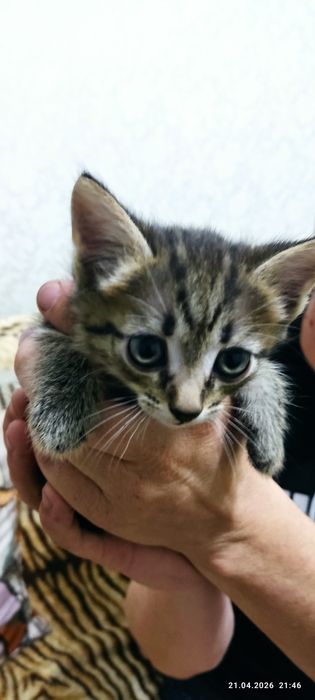 Отдам котят бесплатно