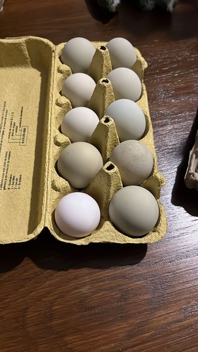 Oua araucana Australorp  și