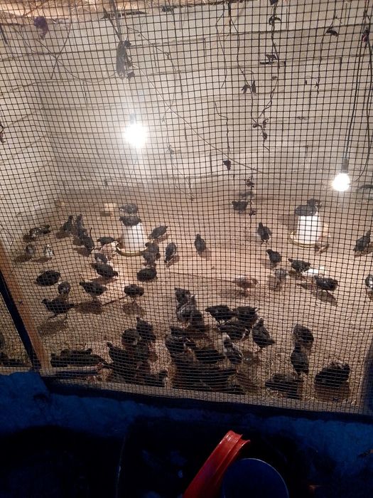 Кора Шахзода жужалари