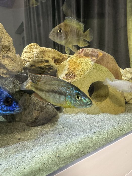 Ciclide africane hapsi