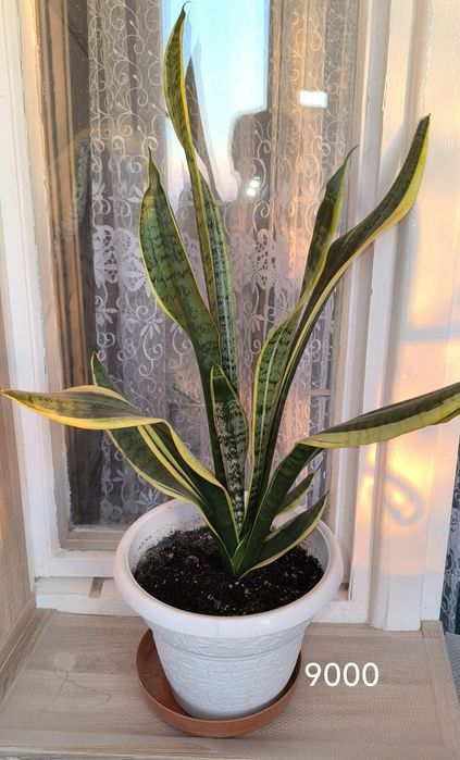 Красивые комнатные цветы