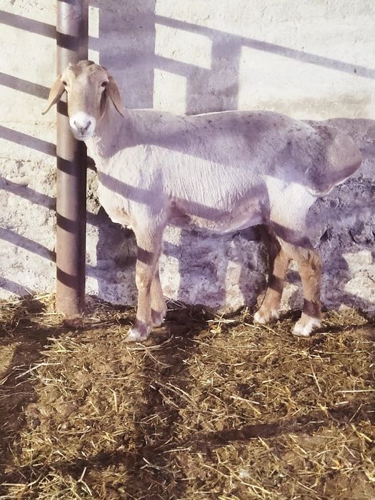 Qòy sovluq sotiladi