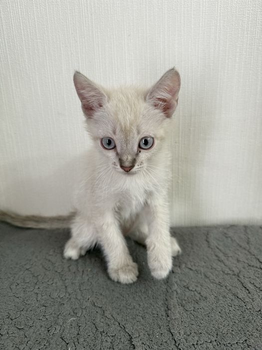 Ласковые и добрые котята
