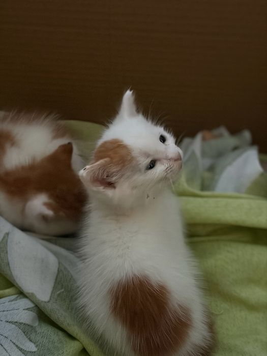 Подарявам котенца