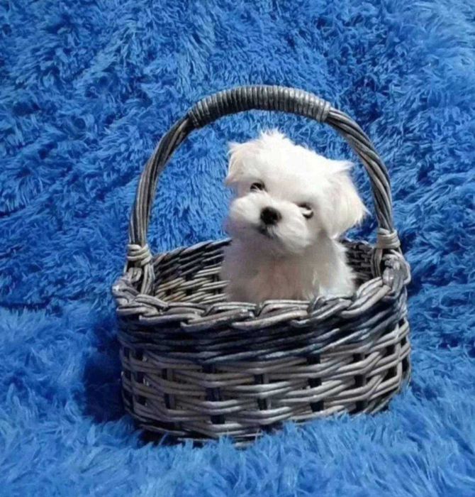 Малтийска болонка топ мини