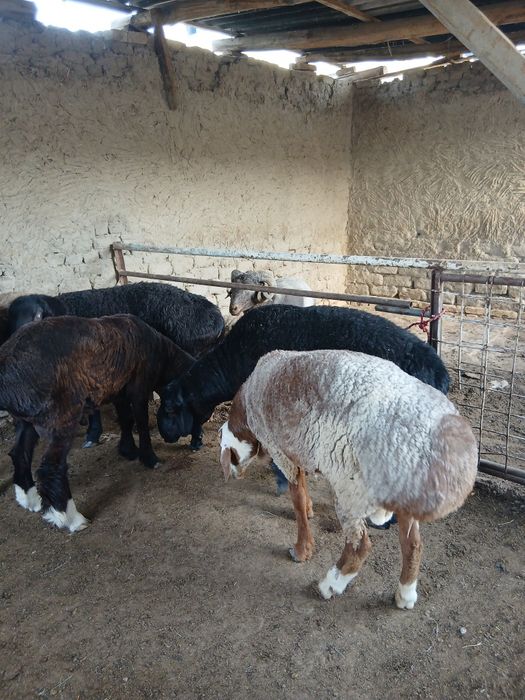 Qo'chqorlar sotiladi. Suyib ham beriladi. Navoiy