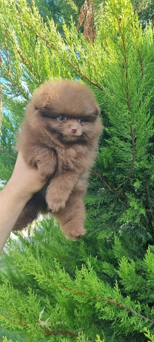 Померан померанче