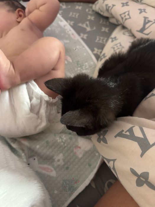 Отдаём кота в добрые руки