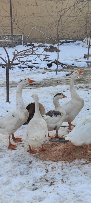 Gʻozlar sotiladi 5 ta