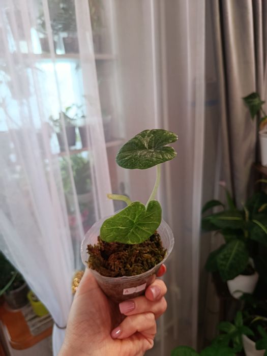 Продам комнатные цветы