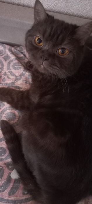 Отдам кота,британец.