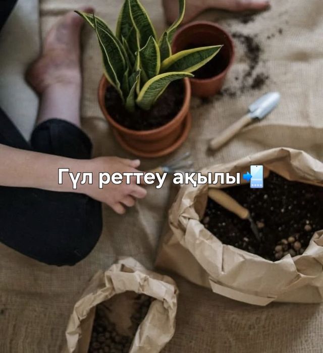 Ауырған гүлдерді емдеу,реттеу