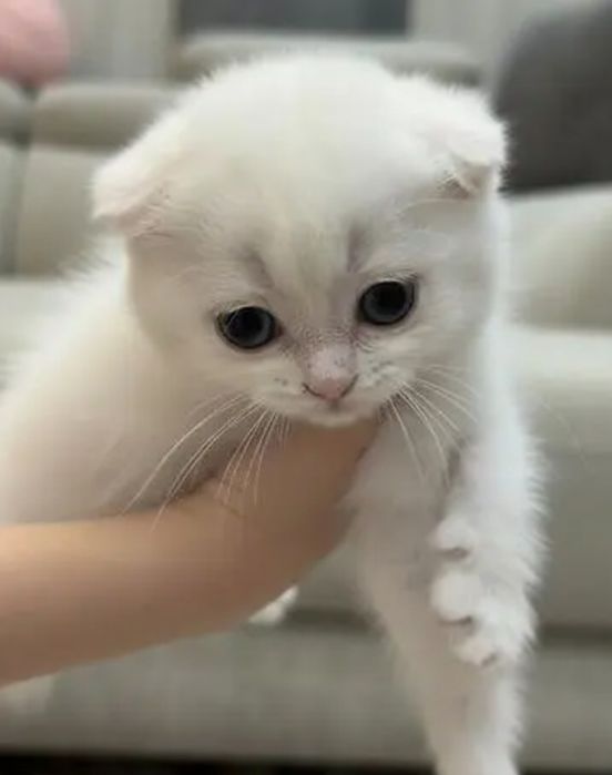 Продаются белоснежные котята Скотиш Фолд