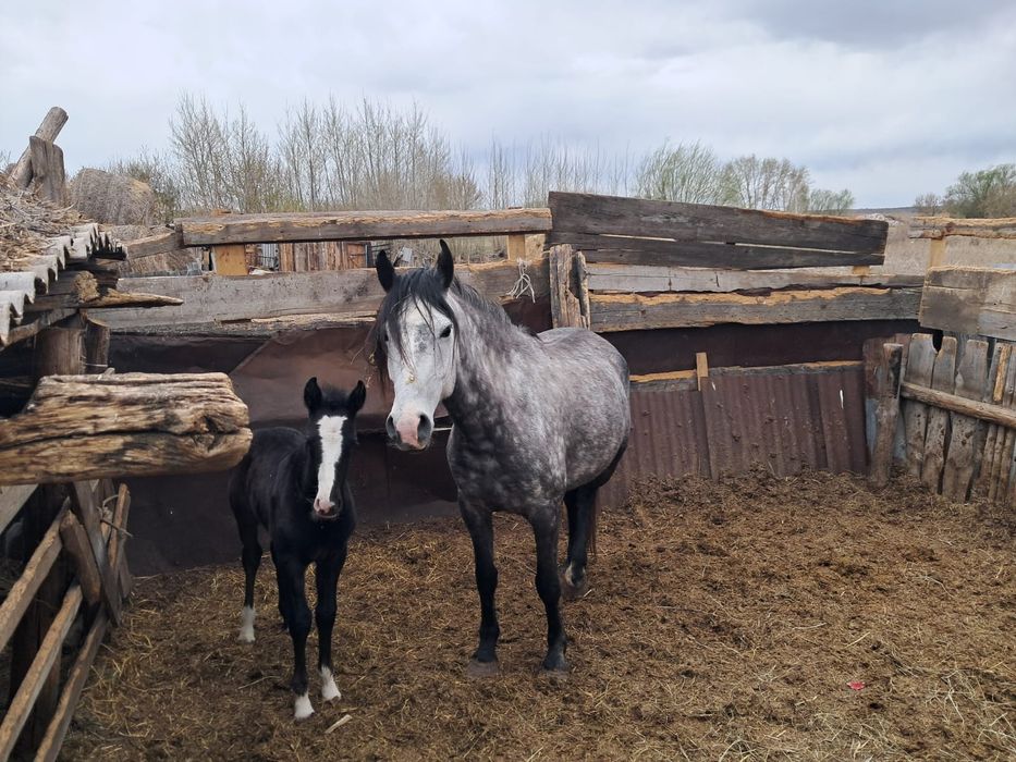 Продам лошадь с жерибенком