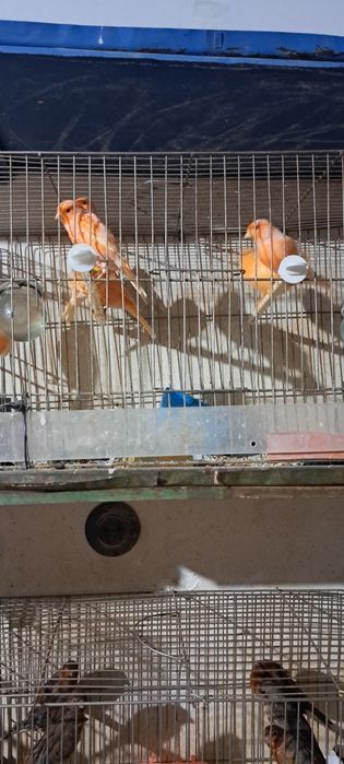 Har xil turdagi Kanareykalar