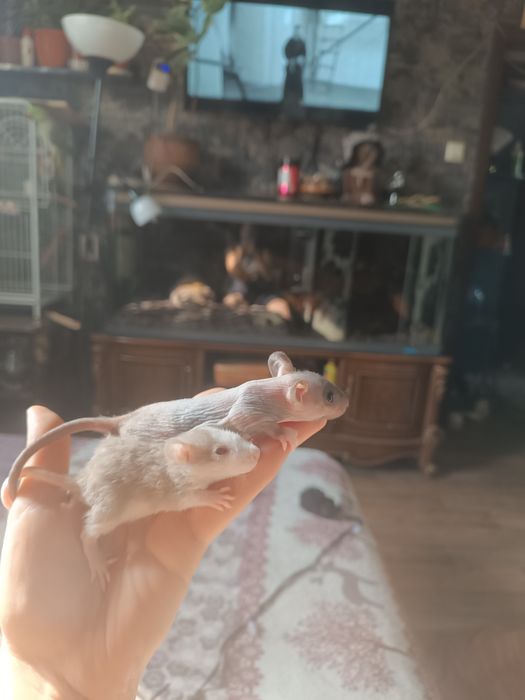 Сфинкс крысята продам