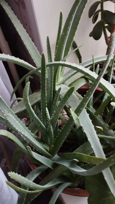 Продам комнатные цветы