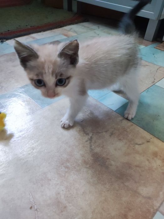 Котёнок Сноу-шу девочка
