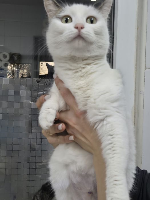 Кошечка срочно ищет дом!