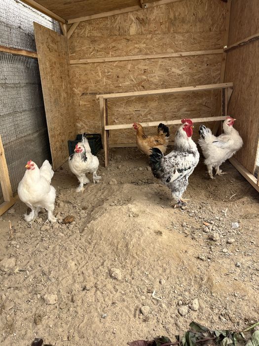 Брама тауықтар сатылады