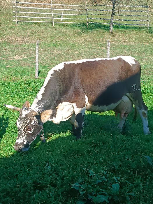 Vând vaca  cu vitel mai multe detalii la telefon